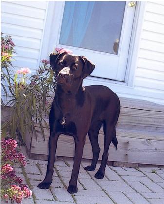 Black Labrador Retriever