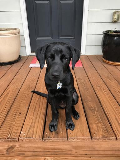 Black puppy sitting, Labrador Retreiver