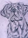 Labrador Retreiver, graphite pencil dog drawing, Susan Calvert